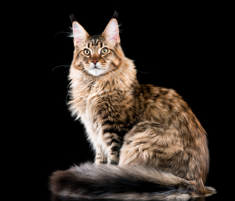 Main Coon Katze Maine Coon Katze Rasseportrait 2019 10 13