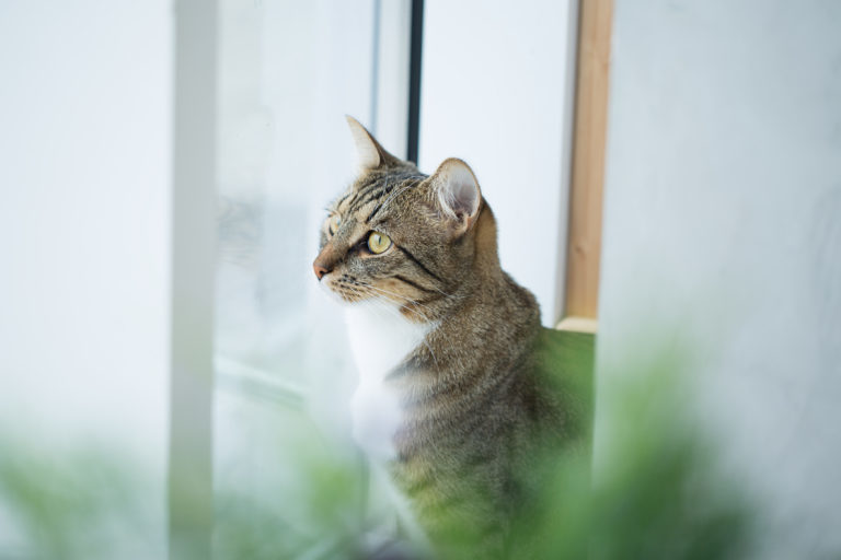 tigrovaná kočka sedí v okně