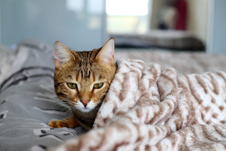 zakrytá kočka dekou