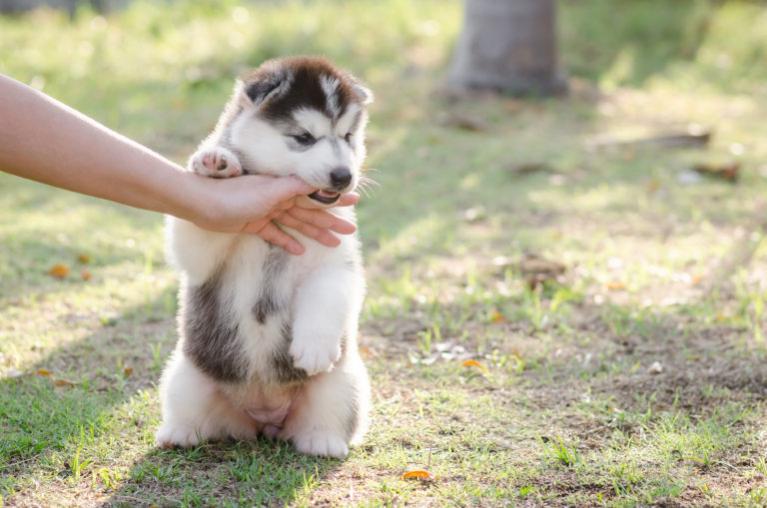 Štěně husky kouše prst