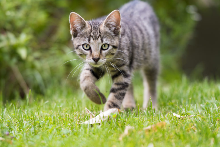 Tigrovaná kočka v trávě