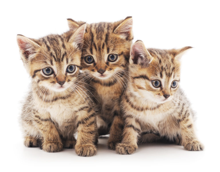 Tři mourovatá koťátka