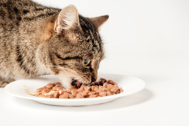 kočka jí mokré krmivo