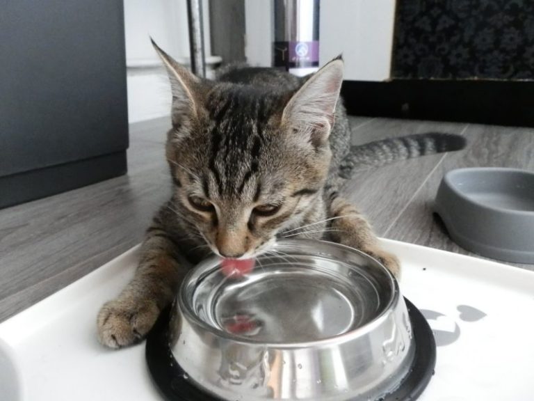 kočka mourek pije vodu