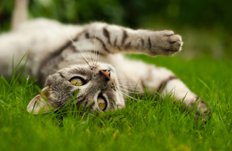 kočka se válí v trávě