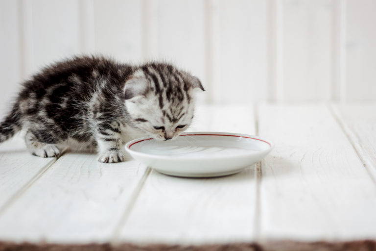 koťátko pije mléko z talířku