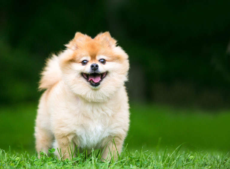 pomeranian