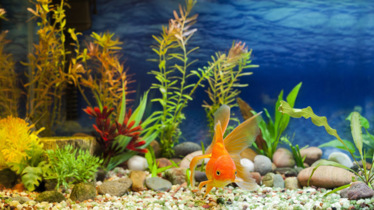 zlatá rybka v akváriu