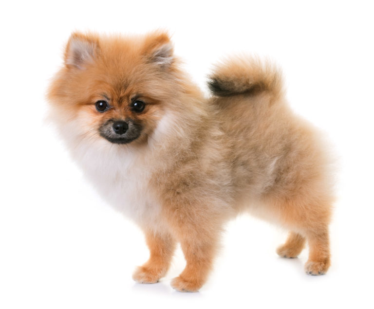 štěně pomeranian