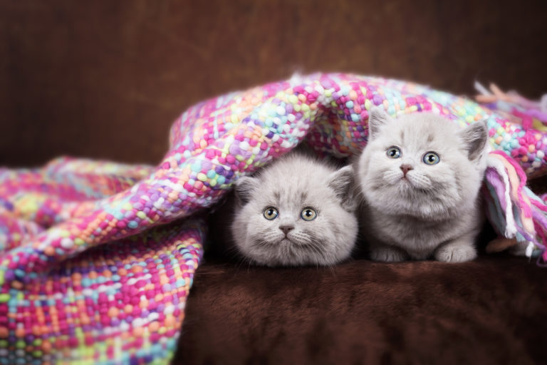 Dvě koťata britské kočky pod barevnou dekou