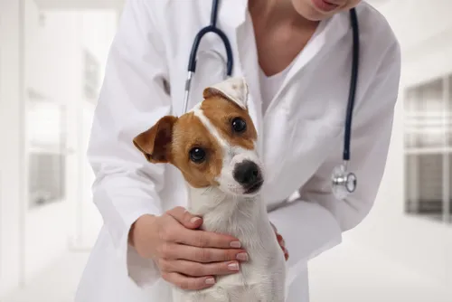 Jack russel u veterináře