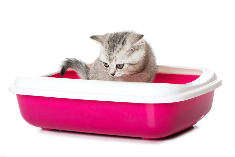Kotě v růžové toaletě pro kočky