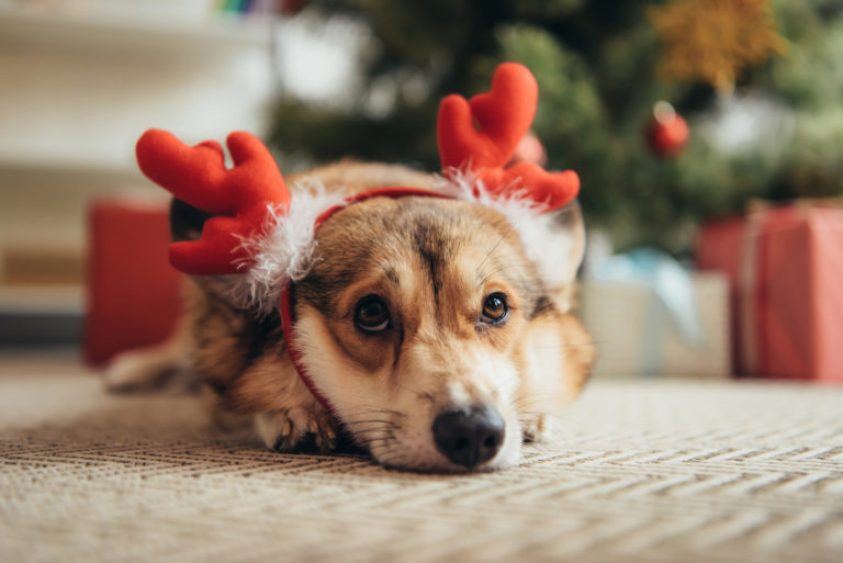 Pes se sobím kostýmem pod vánočním stromkem