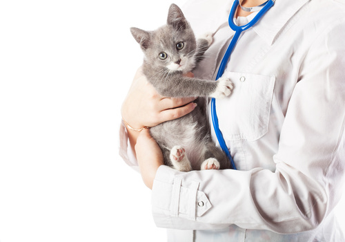 koťátko u veterináře
