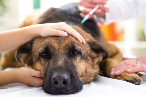 očkování psa proti vzteklině
