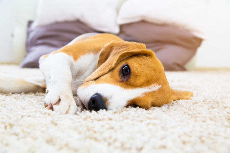 verstopfung beim hund verstopfung beim hund