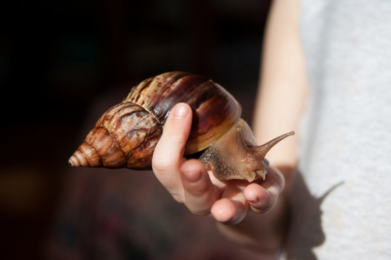 Africký šnek achatina Africký šnek achatina