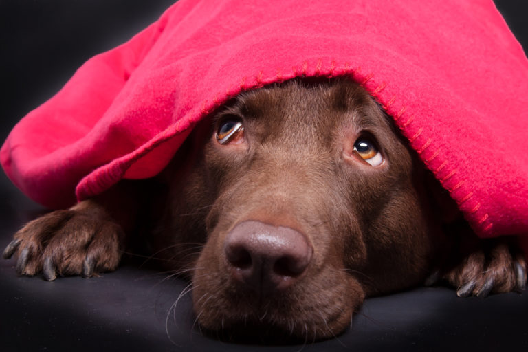 Hnědý labrador pod dekou