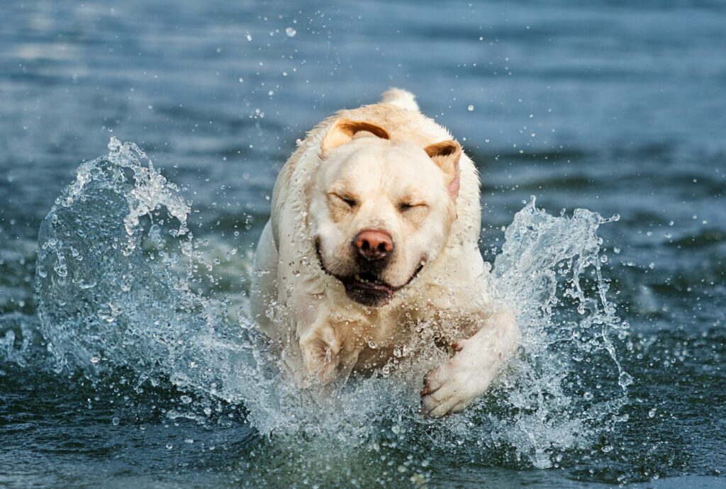 Obézní labrador ve vodě