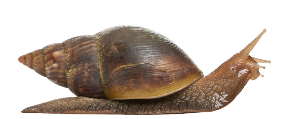 achatina