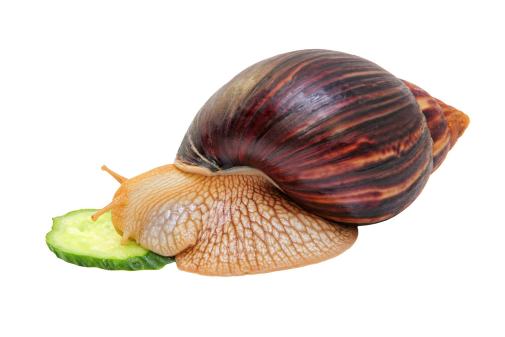 achatina jí okurek achatina jí okurek