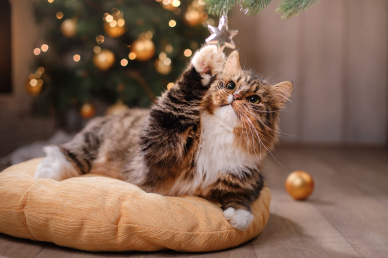kočka si hraje s vánočním stromkem