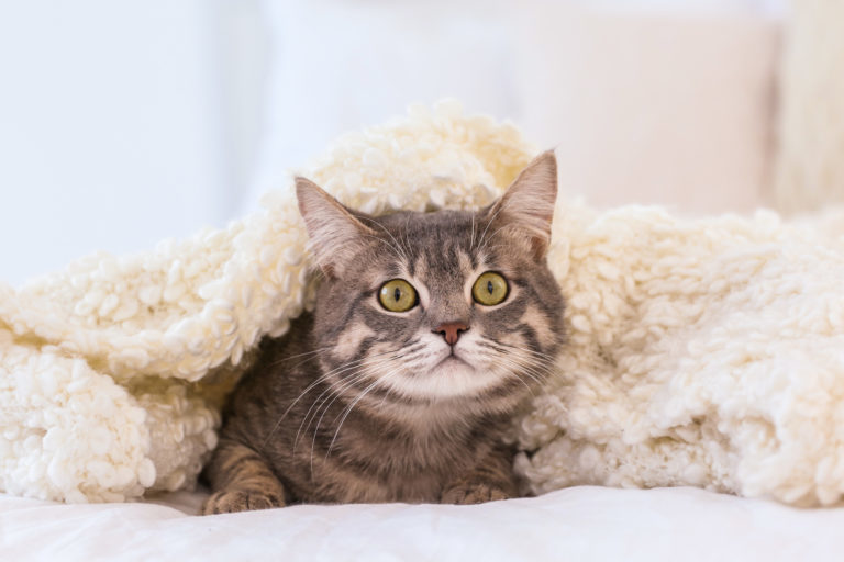 kočka pod dekou