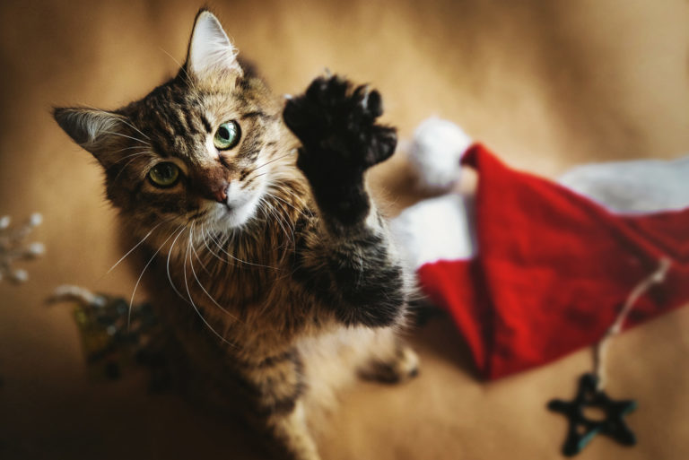 kočka u vánoční čepice
