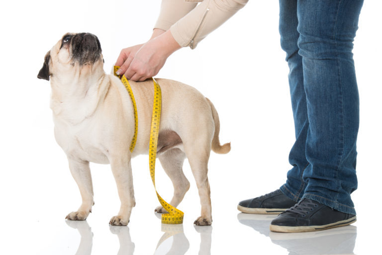 Mops wird gemessen Mops wird gemessen