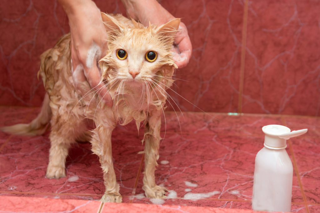 šamponování kočky