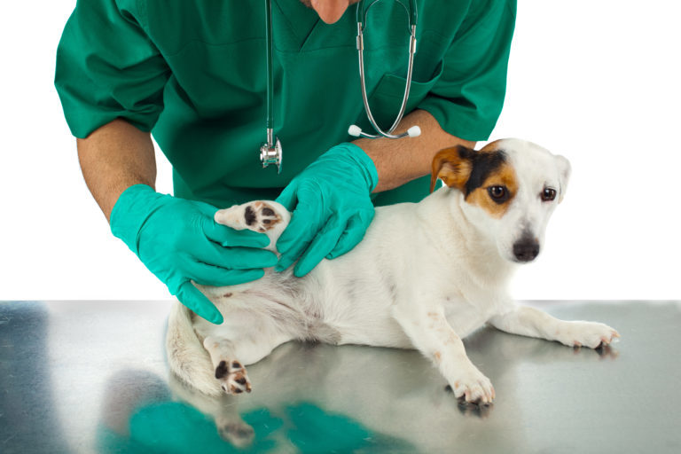 Jack russel u veterináře s problémem křížového vazu