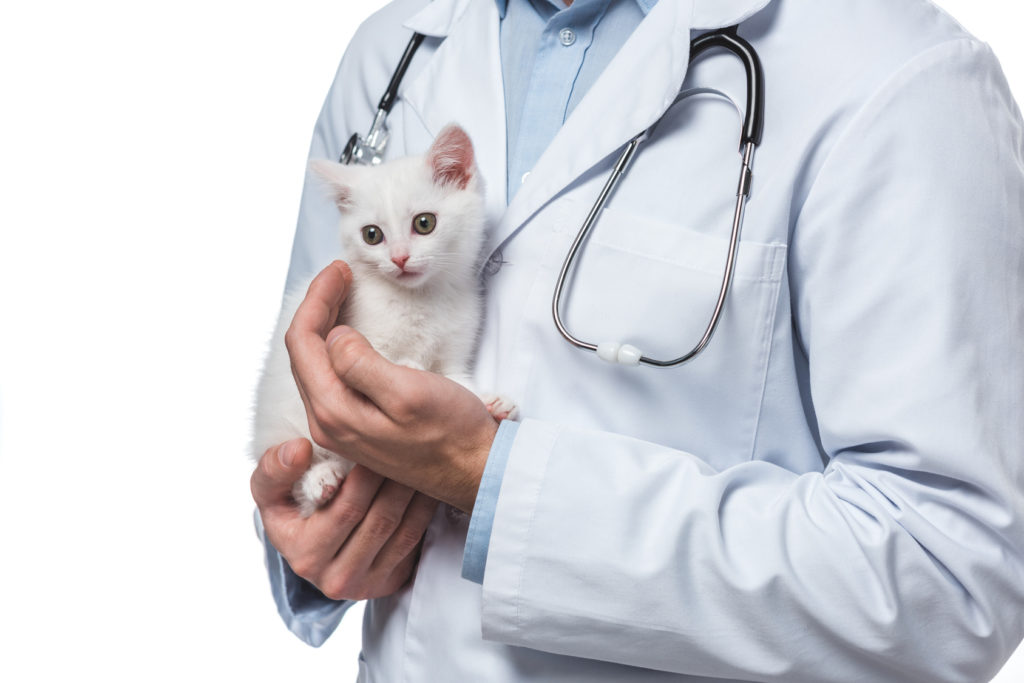 bílé kotě v náručí veterináře bílé kotě v náručí veterináře