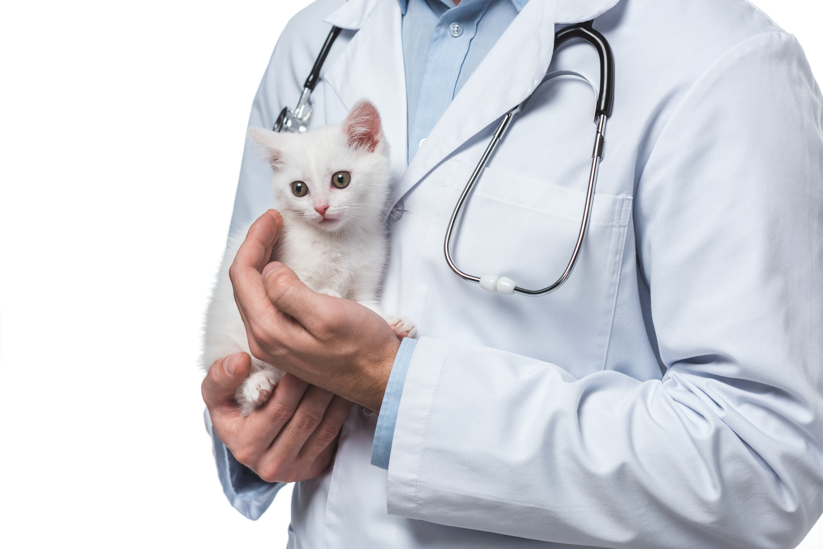 bílé kotě v náručí veterináře