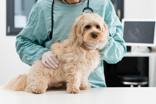 havanský psík u veterináře
