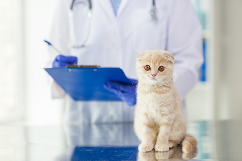 klapouchá kočka u veterináře