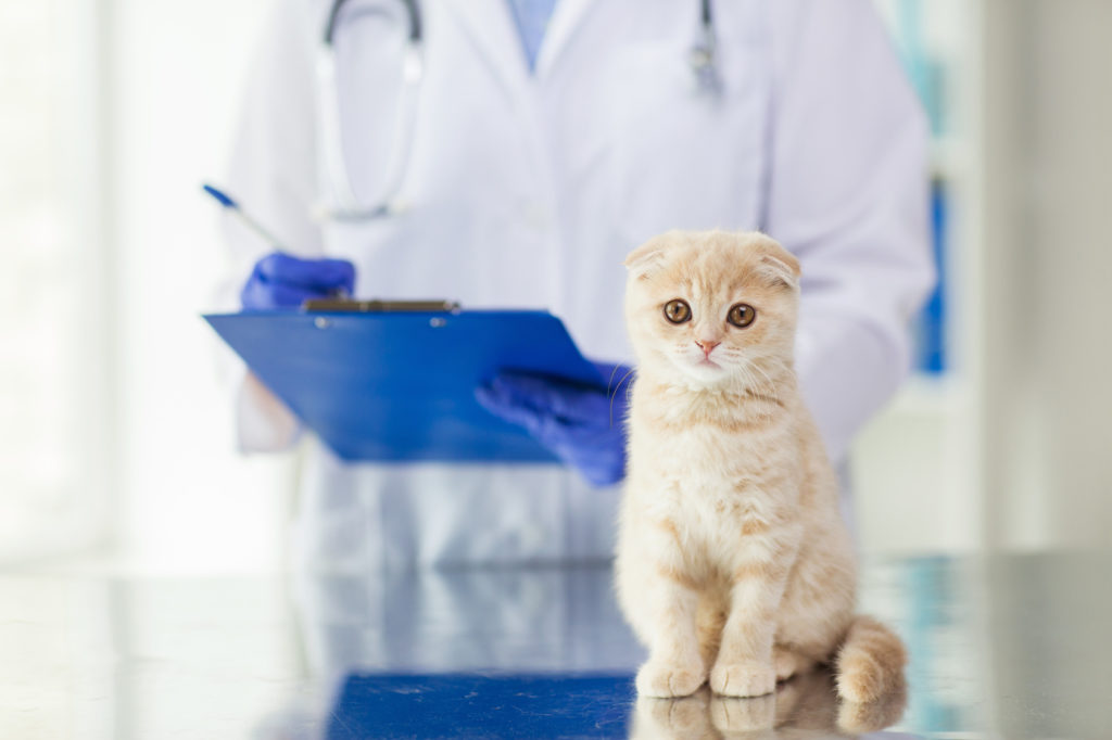 klapouchá kočka u veterináře klapouchá kočka u veterináře