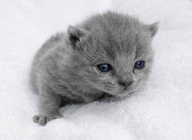 malé koťátko britské modré kočky