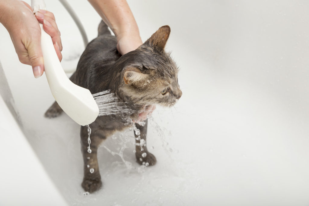 sprchování kočky