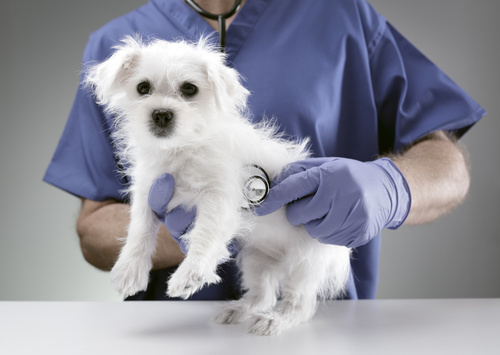 Bílý pes maltézáka u veterináře