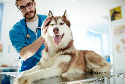 Husky u veterináře