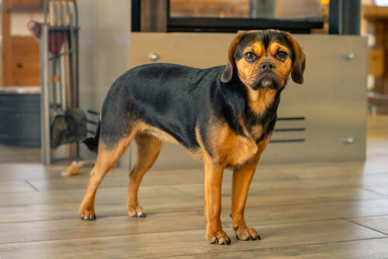 puggle