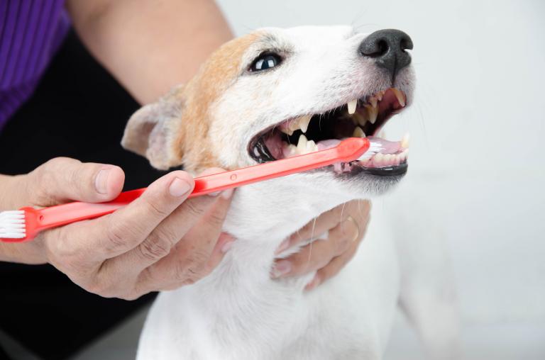 Čistění zubů psa kartáčkem