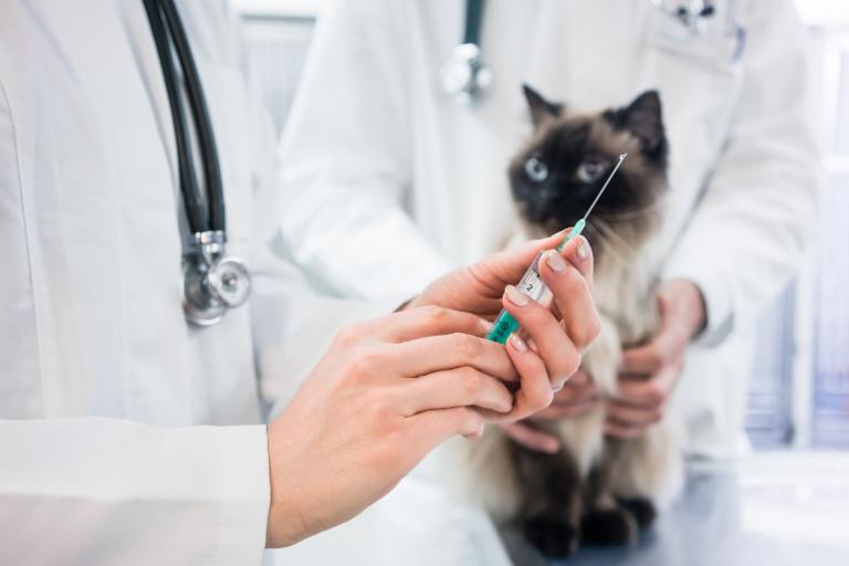 Očkování kočky