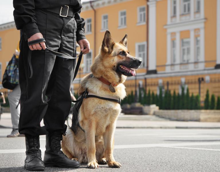 Policejní pes německý ovčák Policejní pes německý ovčák