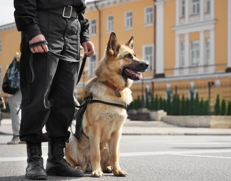 Policejní pes německý ovčák