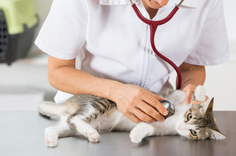 Veterinář poslouchá dýchání kočky