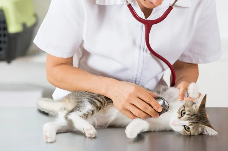 Veterinář poslouchá dýchání kočky Veterinář poslouchá dýchání kočky