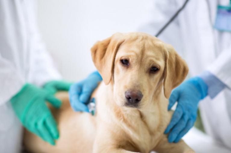 Labrador u veterináře