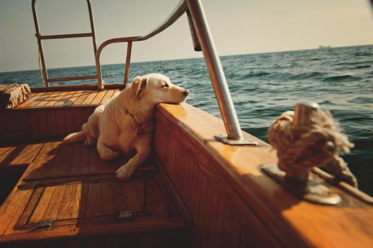 pes na lodi