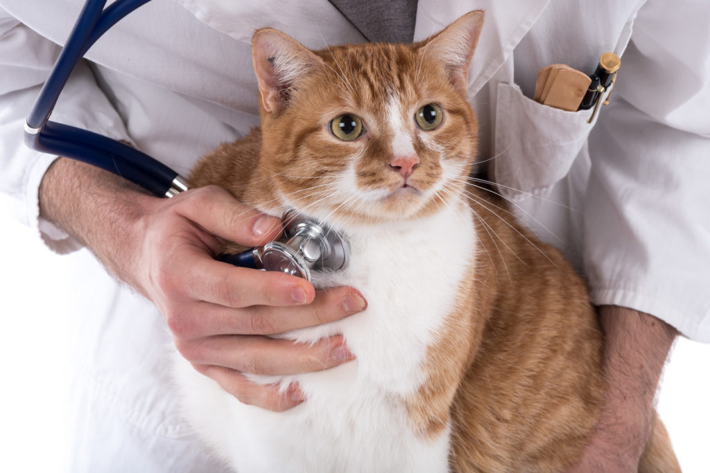 Veterinář vyšetřuje kočku Veterinář poslouchá dýchání kočky